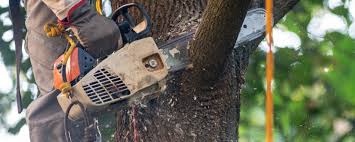Best Lawn Pest Prevention  in Anderson, SC