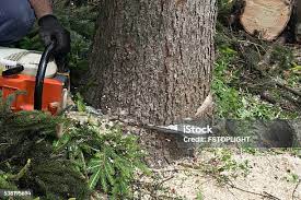 Best Tree and Shrub Care  in Anderson, SC