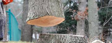 How Our Tree Care Process Works  in  Anderson, SC