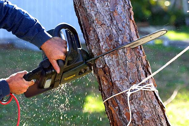 Best Commercial Tree Services  in Anderson, SC