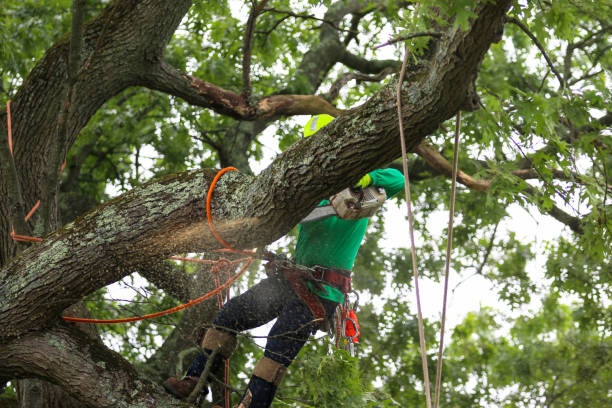 Best Firewood Processing and Delivery  in Anderson, SC