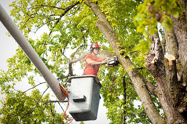 Best Arborist Consultation Services  in Anderson, SC
