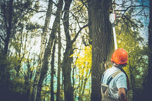  Anderson, SC Tree Care Pros
